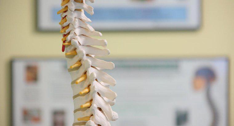 ¿Qué es una lesión en la columna vertebral?