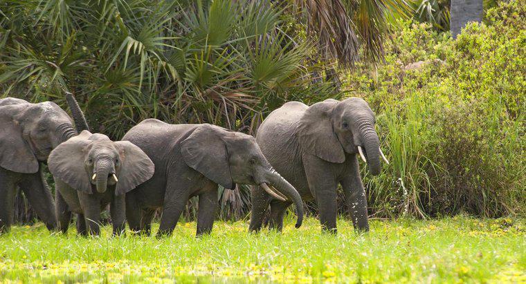 ¿Cuánto pesa el elefante africano promedio?