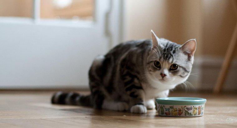 ¿Cuál es la mejor comida para gatos para interiores?