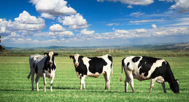 ¿Qué es el hábitat de una vaca?