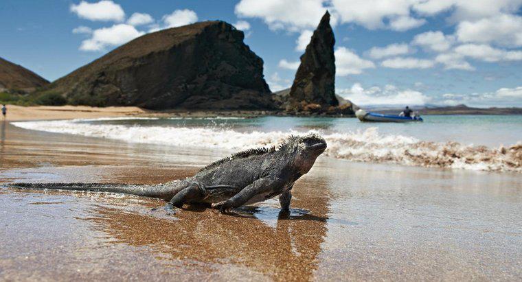 ¿Por qué son famosas las islas Galápagos?