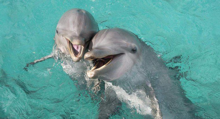 ¿Cuánto tiempo viven los delfines mulares?