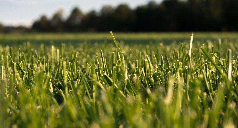 ¿Dónde se pueden comprar los productos de fertilizante Lesco Lawn?