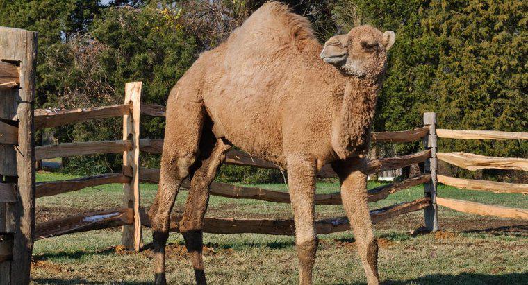 ¿Qué animal corre más rápido: un camello o un caballo?