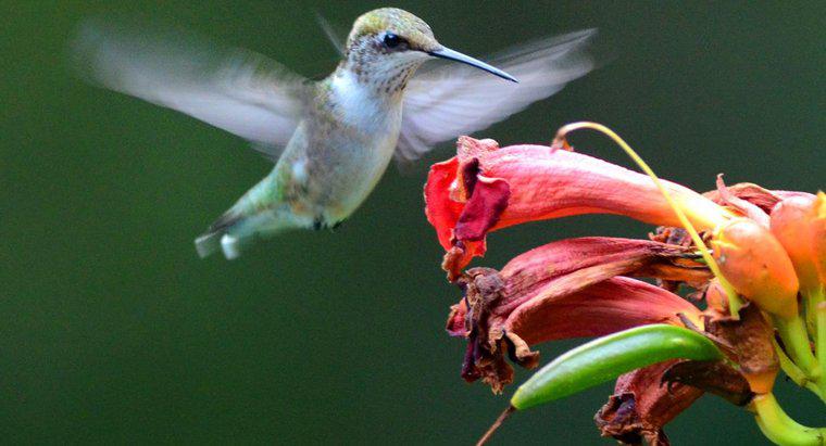 ¿Cómo se mezcla una solución de agua y azúcar para colibríes?