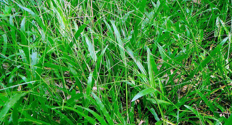 ¿Qué es la hierba de hoja ancha?