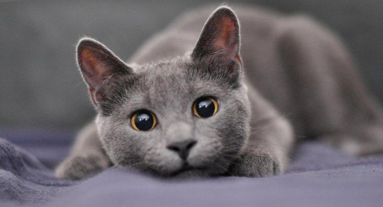 ¿Cuáles son algunos buenos nombres para un gato gris macho?