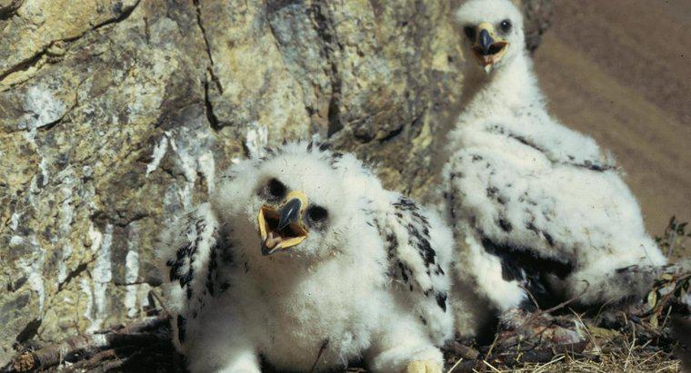 ¿Cómo se llaman las águilas bebé?