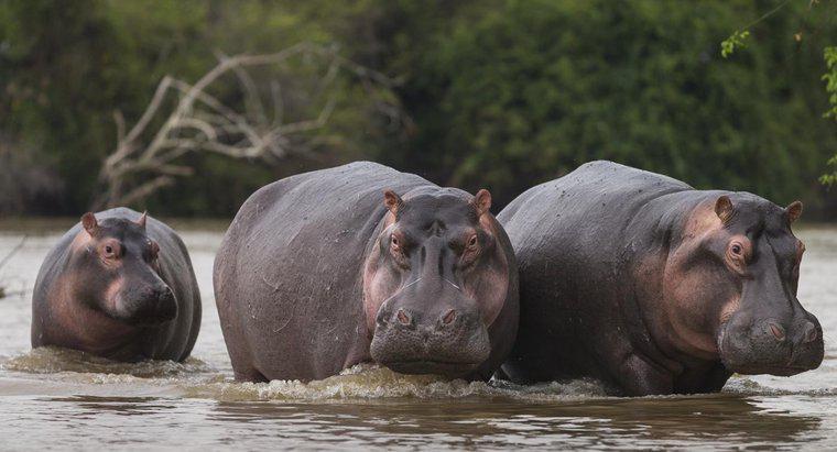 ¿Por qué fue cazado el hipopótamo en el antiguo Egipto?