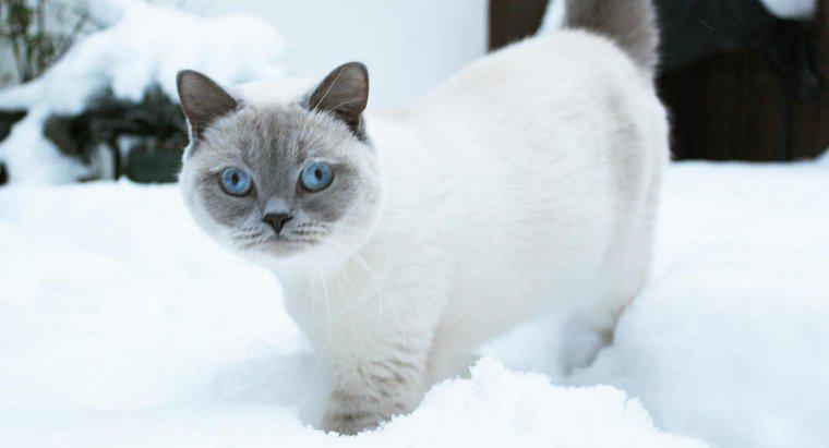 ¿Los gatos consiguen un abrigo más grueso en invierno?