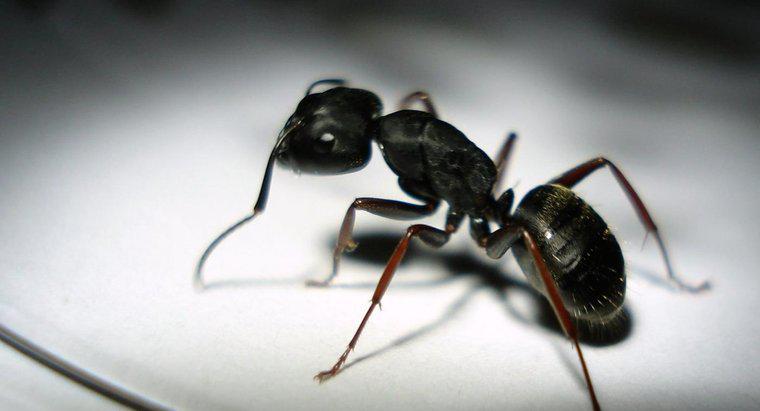 ¿Las hormigas negras muerden a la gente?