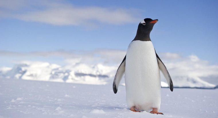 ¿Qué es el hábitat de un pingüino?