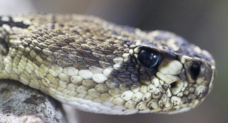 ¿Cuál es la diferencia entre una cobra vs. una serpiente de cascabel?