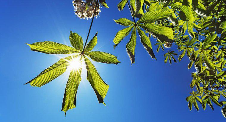 ¿Dónde se origina la energía para la fotosíntesis?