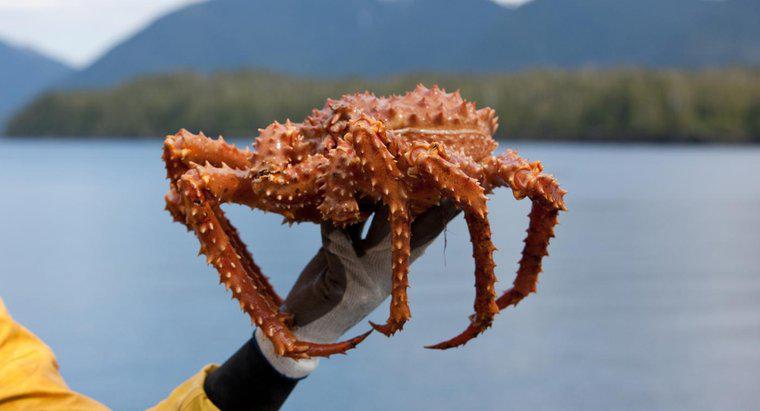 ¿Cuánto dura la temporada de cangrejo real de Alaska?