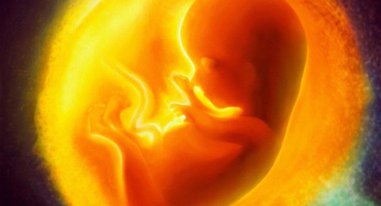 ¿Dónde se desarrolla el feto?