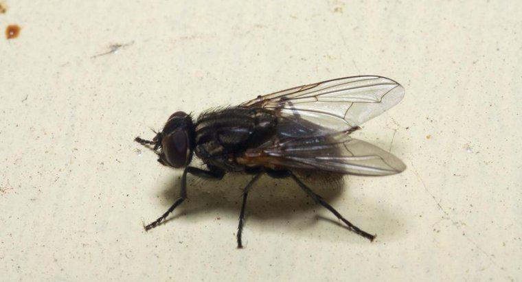 ¿Qué causa una infestación de mosca doméstica?