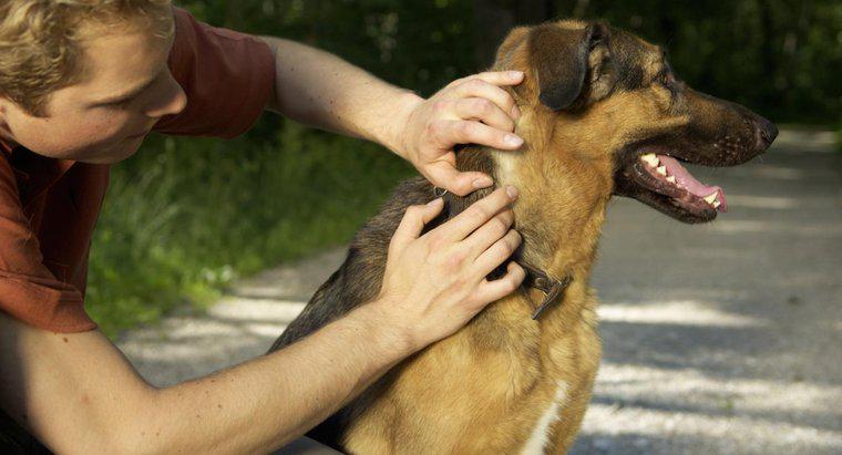 ¿Cómo prevenir las garrapatas en los perros?