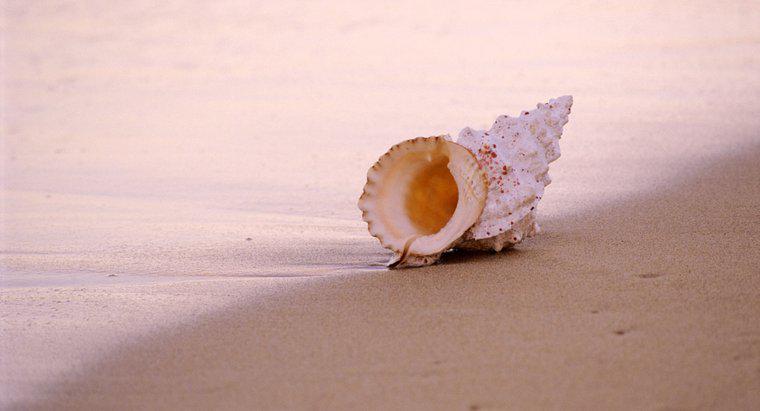 ¿Por qué las conchas suenan como el océano?