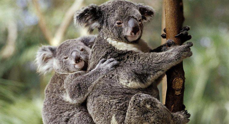 ¿Dónde están los koalas en la cadena alimentaria?