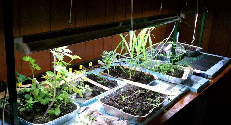 ¿Puede una planta sobrevivir sin luz solar?