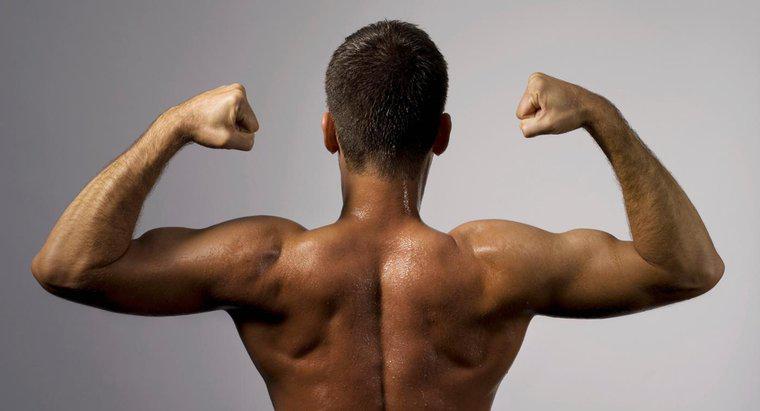 ¿Por qué se clasifican los bíceps como un músculo esquelético?