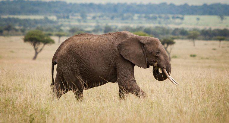 ¿Qué es un enemigo del elefante africano?