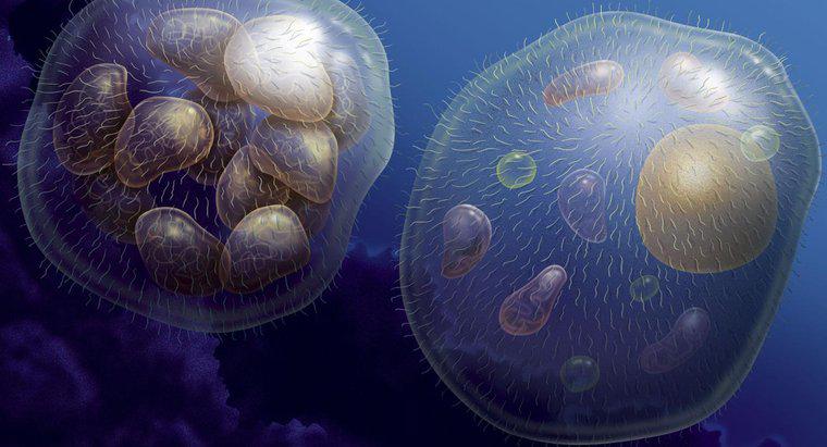 ¿Cómo crecen los organismos multicelulares?