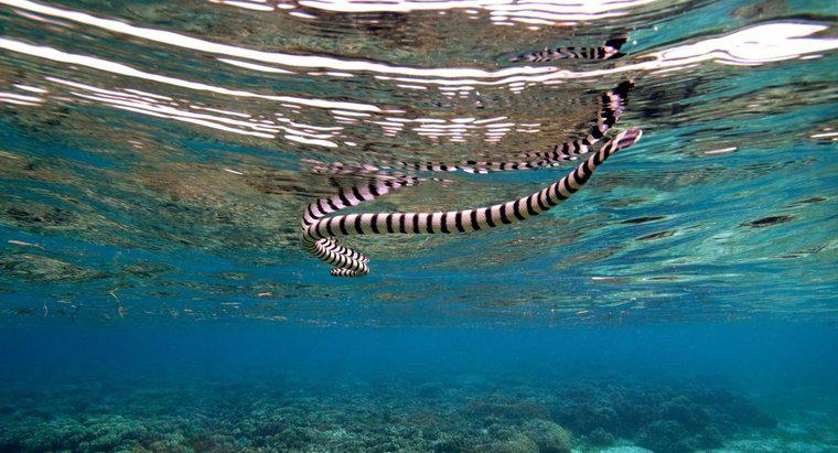 ¿Qué tipo de depredadores tiene una serpiente de mar?