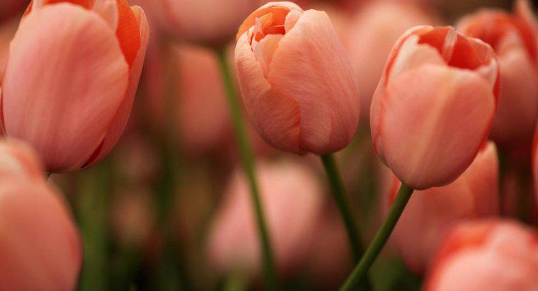 ¿Cuál es el nombre científico de Tulip?