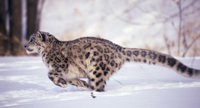 ¿Qué tan rápido puede correr un leopardo?