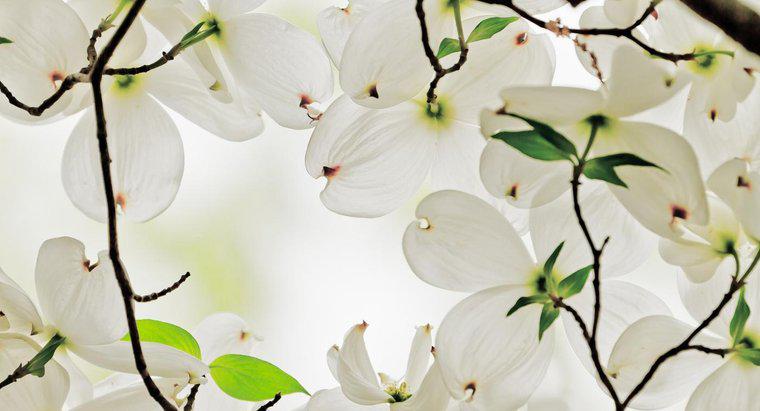 ¿Cuál es el simbolismo de las flores de Dogwood?