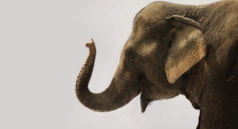 ¿Cuántos músculos hay en el tronco de un elefante?