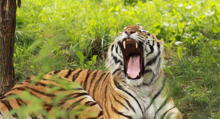 ¿Qué sonido hace un tigre?