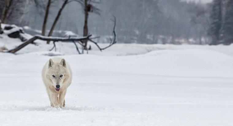 ¿Qué es el hábitat del lobo ártico?