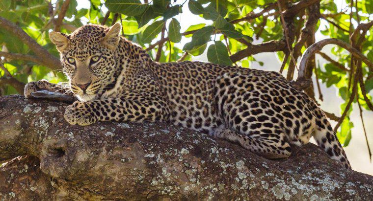 ¿Por qué están en peligro los leopardos?