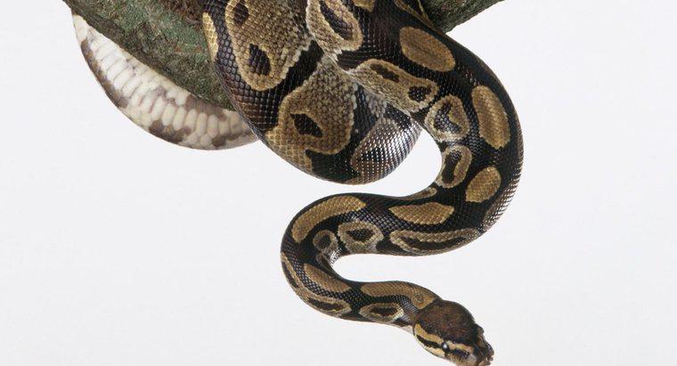 ¿Con qué frecuencia alimenta una bola Python?