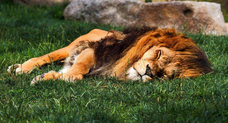 ¿Dónde duermen los leones?