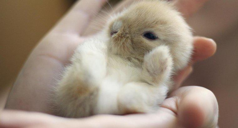 ¿Necesita ser entrenado para alimentar a los bebés conejos?