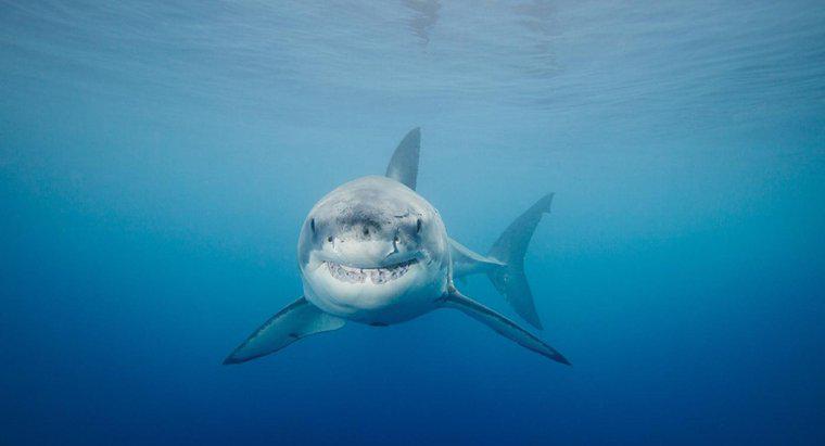 ¿Cómo los grandes tiburones blancos evaden a los depredadores?