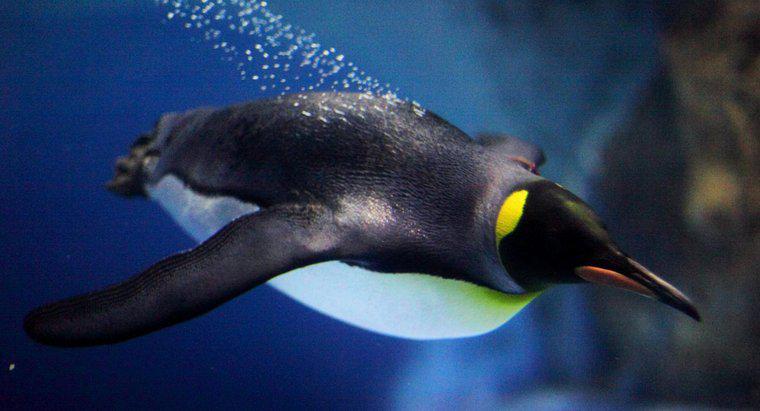 ¿Qué tan rápido pueden nadar los pingüinos?