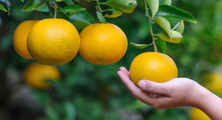 ¿Cuáles son los beneficios de las naranjas?