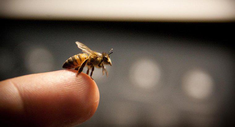 ¿Qué es un tratamiento eficaz para detener la inflamación de una picadura de abeja?