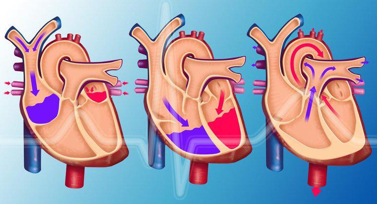 ¿Qué hace la vena pulmonar?
