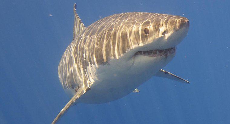 ¿Cuáles son las adaptaciones de comportamiento del gran tiburón blanco?