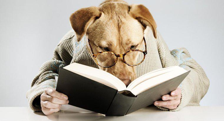 ¿Cuáles son algunos nombres de perros literarios?
