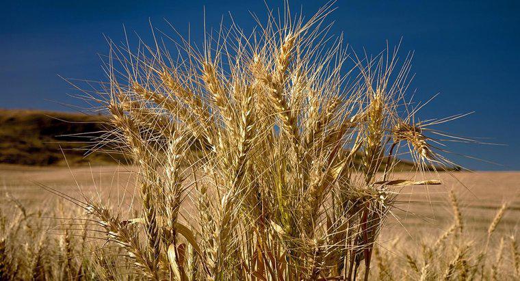 ¿Cómo se ve una planta de trigo?