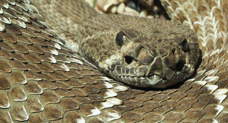 ¿Dónde viven las serpientes de cascabel?