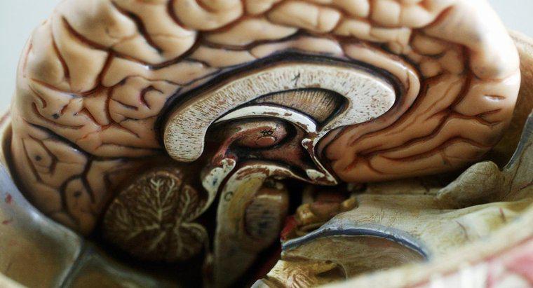 ¿Cuál es la parte más grande del cerebro?