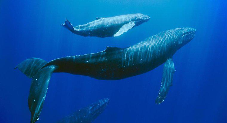 ¿Qué se está haciendo para salvar a las ballenas jorobadas?